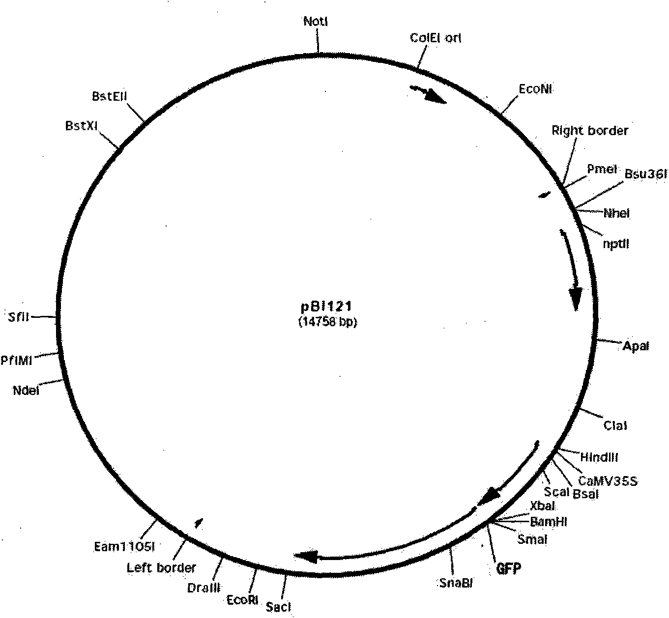 Method for culturing transgenic dianthus through agrobacterium-mediated embryogenic callus transformation