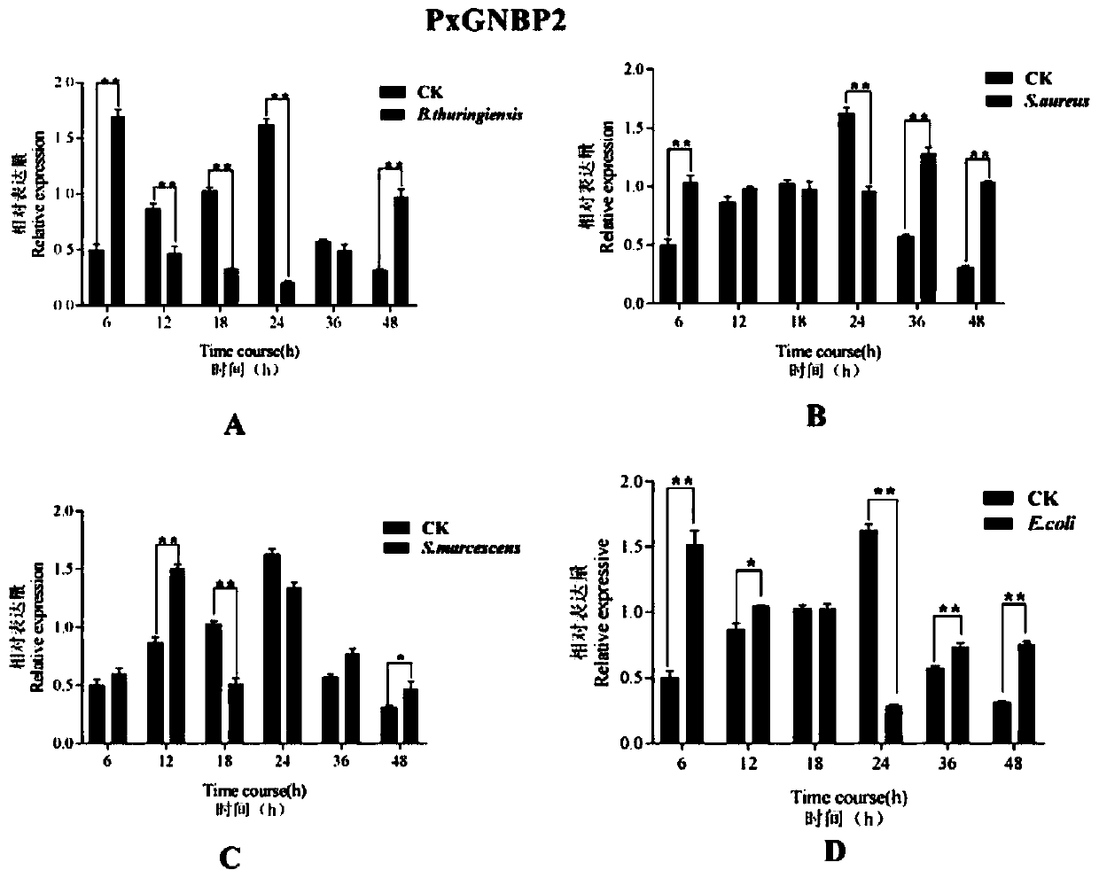Recombinant bacterium targeted to silence plutella xylostella GNBP2 gene and application thereof in pest control
