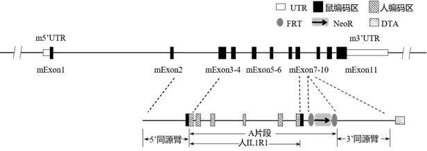 Construction method and application of IL1R1 gene-humanized modified non-human animal