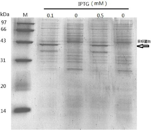 A small molecular cellulose endocellulase gene, protein thereof and application thereof