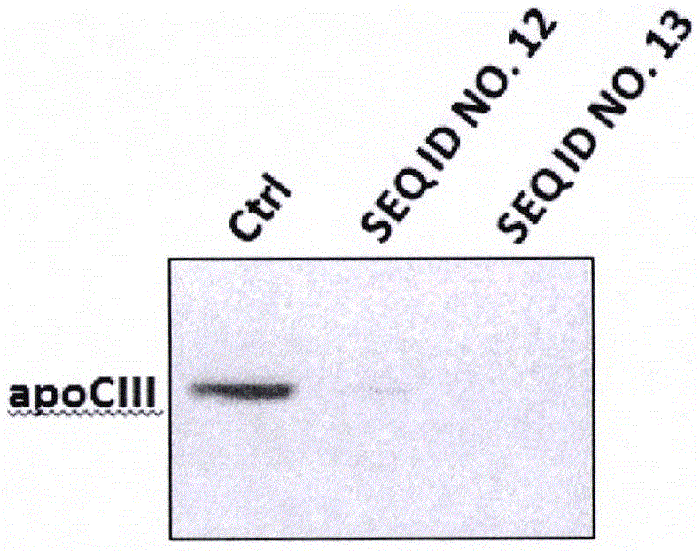 Targeted apo CIII CRISPR-Cas 9 system and application thereof