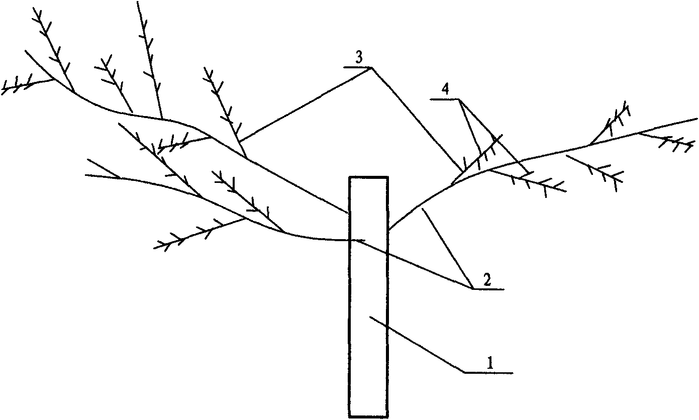 Tree form suitable for pocket culturing of jujube trees and trimming method thereof