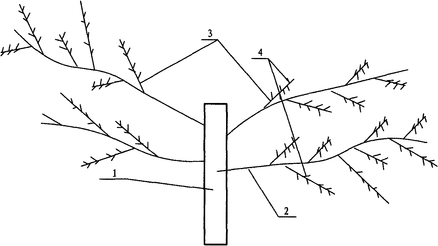 Tree form suitable for pocket culturing of jujube trees and trimming method thereof