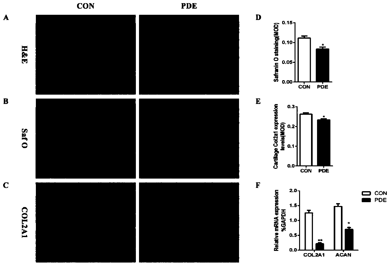 Construction method of low-quality articular cartilage animal model based on epigenetic modification and application of construction method