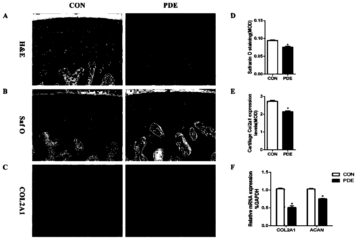 Construction method of low-quality articular cartilage animal model based on epigenetic modification and application of construction method