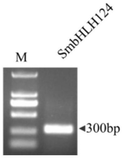 Application of salvia miltiorrhiza transcription factor SmbHLH124 in improvement of yield character of salvia miltiorrhiza hairy roots