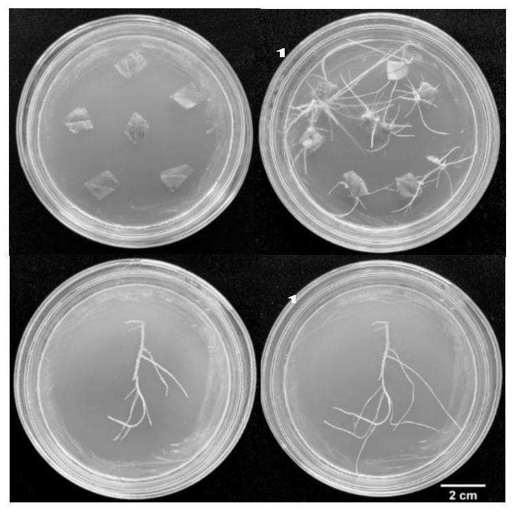 Application of salvia miltiorrhiza transcription factor SmbHLH124 in improvement of yield character of salvia miltiorrhiza hairy roots