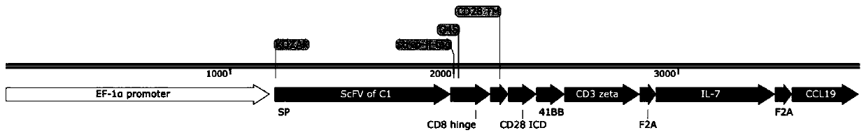 Chimeric antigen receptor using CD99 as target site and application of chimeric antigen receptor
