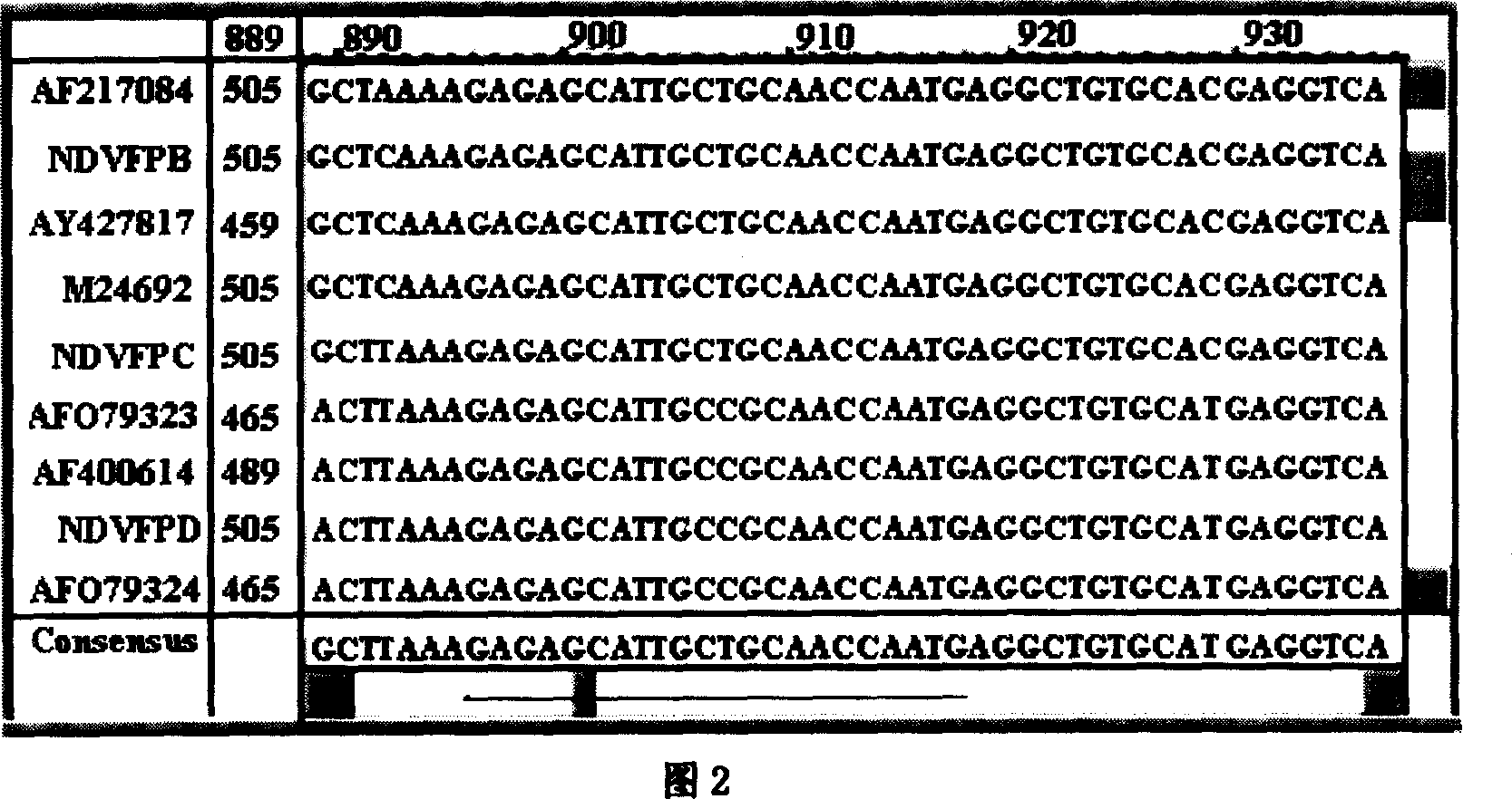 Method of synchronous distinguishing newcastle disease virus and vaccine virus and identifying virulence and genotype