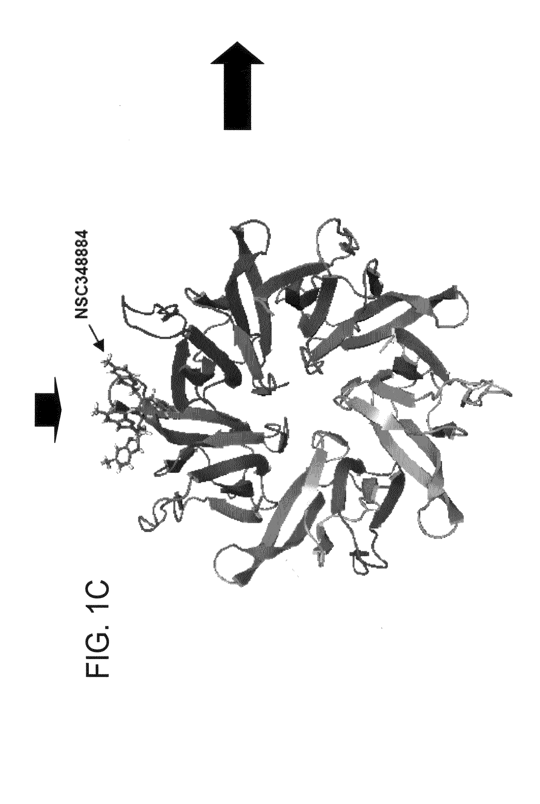 Inhibitors of nucleophosmin (NPM) and methods for inducing apoptosis