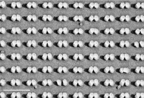 A kind of preparation method of surface-enhanced Raman substrate