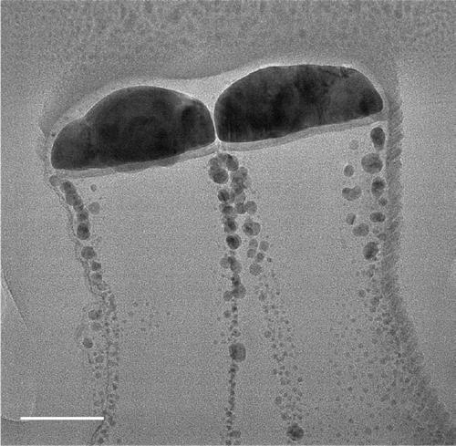 A kind of preparation method of surface-enhanced Raman substrate