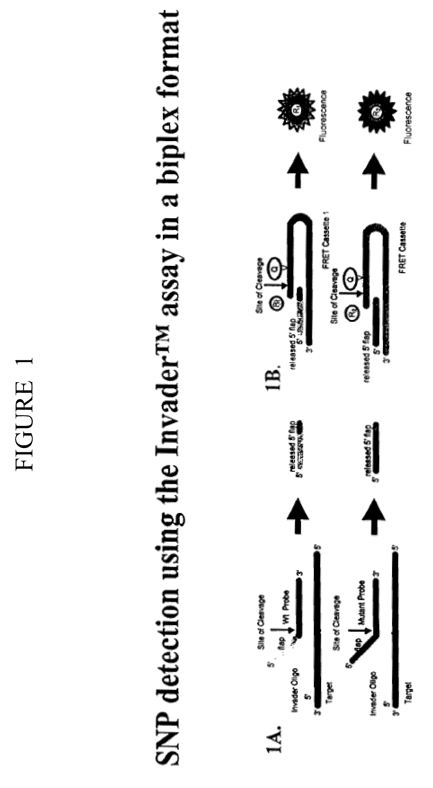 Amplification methods and compositions