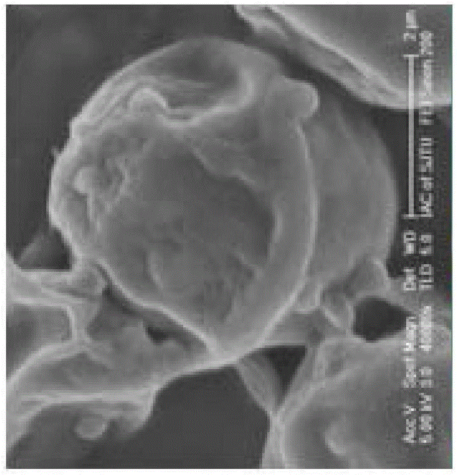 A freshwater chlorella sorokiniana GS03 and its application