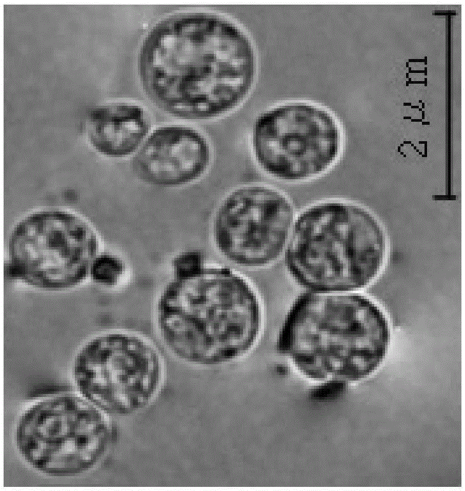 A freshwater chlorella sorokiniana GS03 and its application