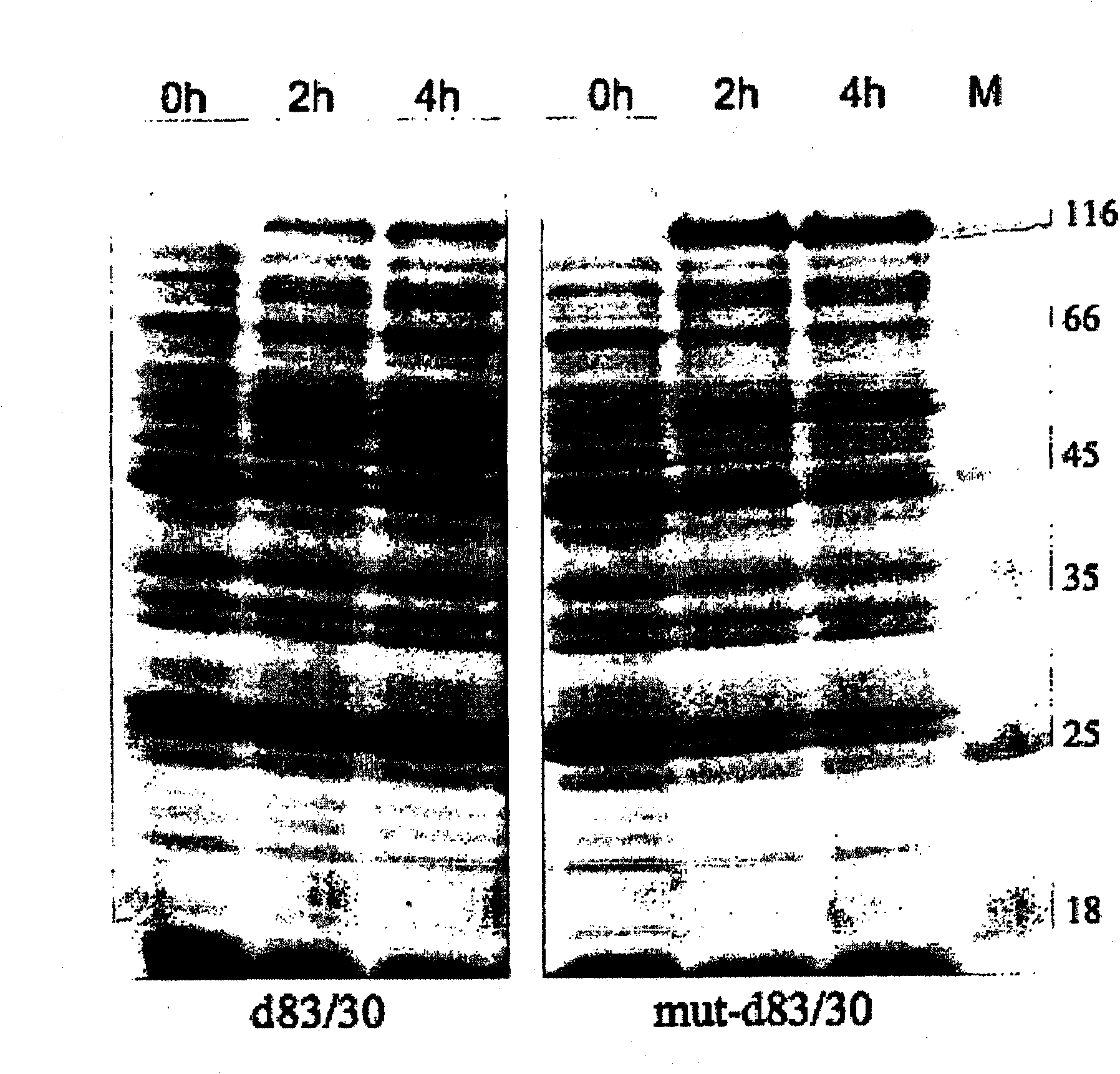 MSP-1 protein preparations from plasmodium