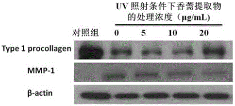 Herba elsholtziae facial mask with effects of light aging resisting and wrinkle reducing and preparation method thereof