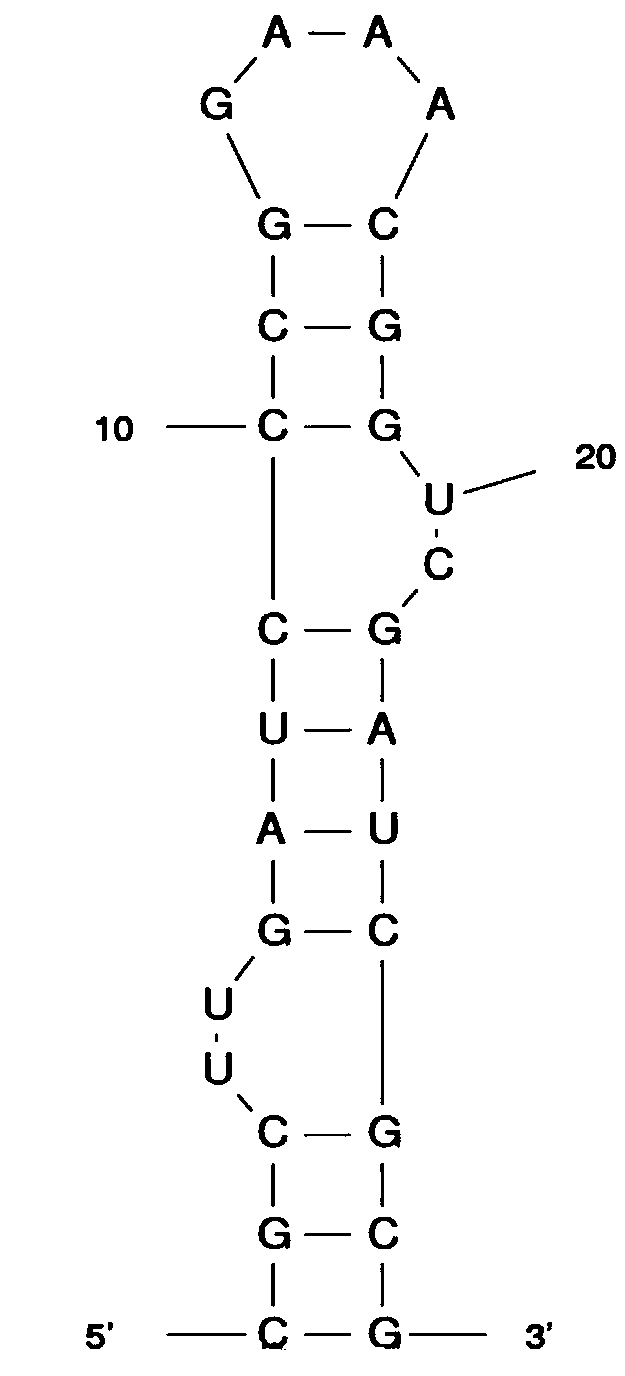 RNA (Ribonucleic Acid) adapters of anti-viral envelope glycoprotein for inhibiting filovirus infection and application of RNA adapter