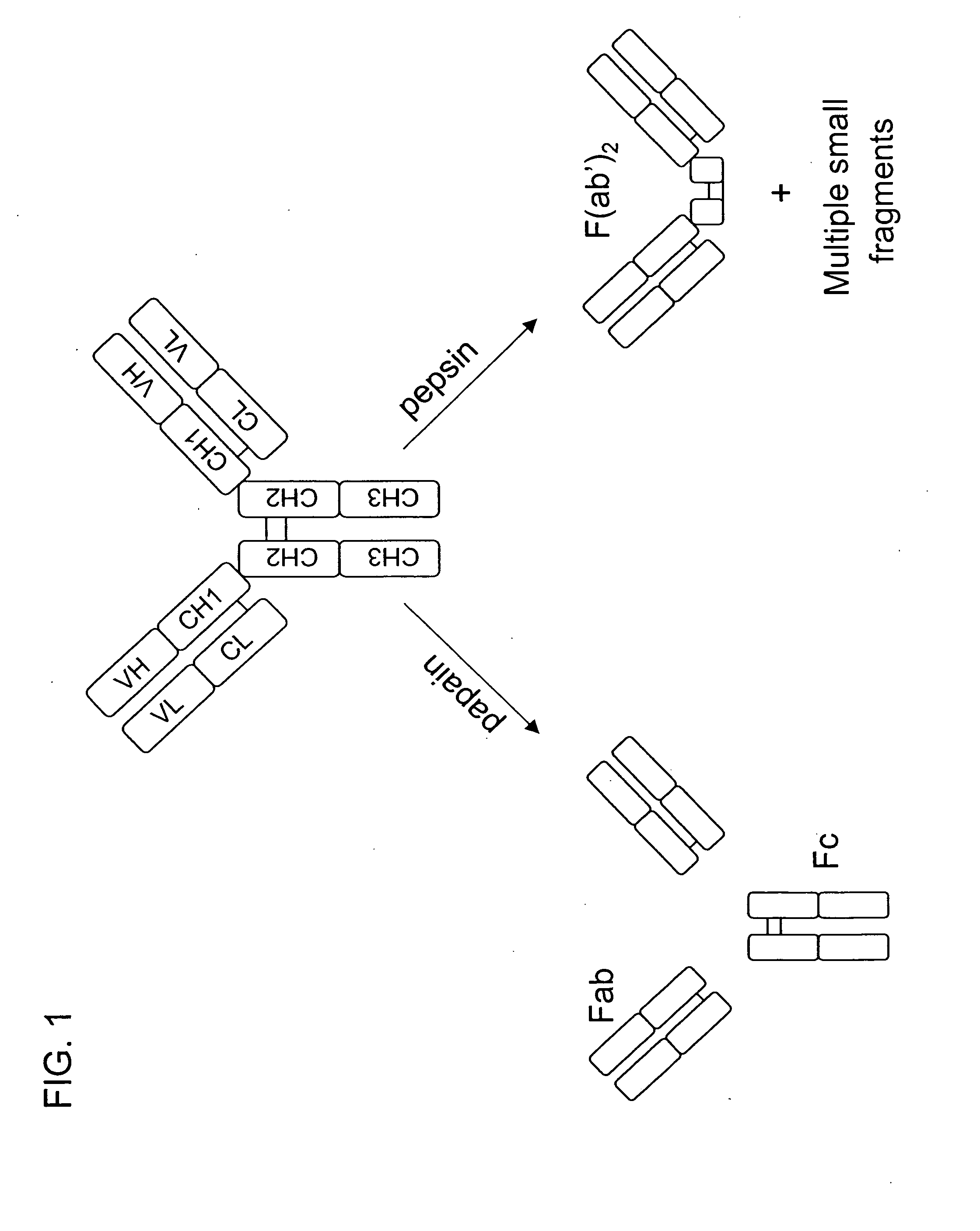 Multivalent antibodies and uses therefor