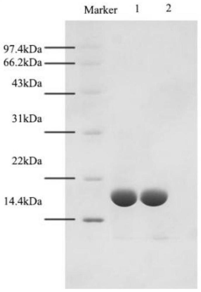 Preparation method of high-activity recombinant protein