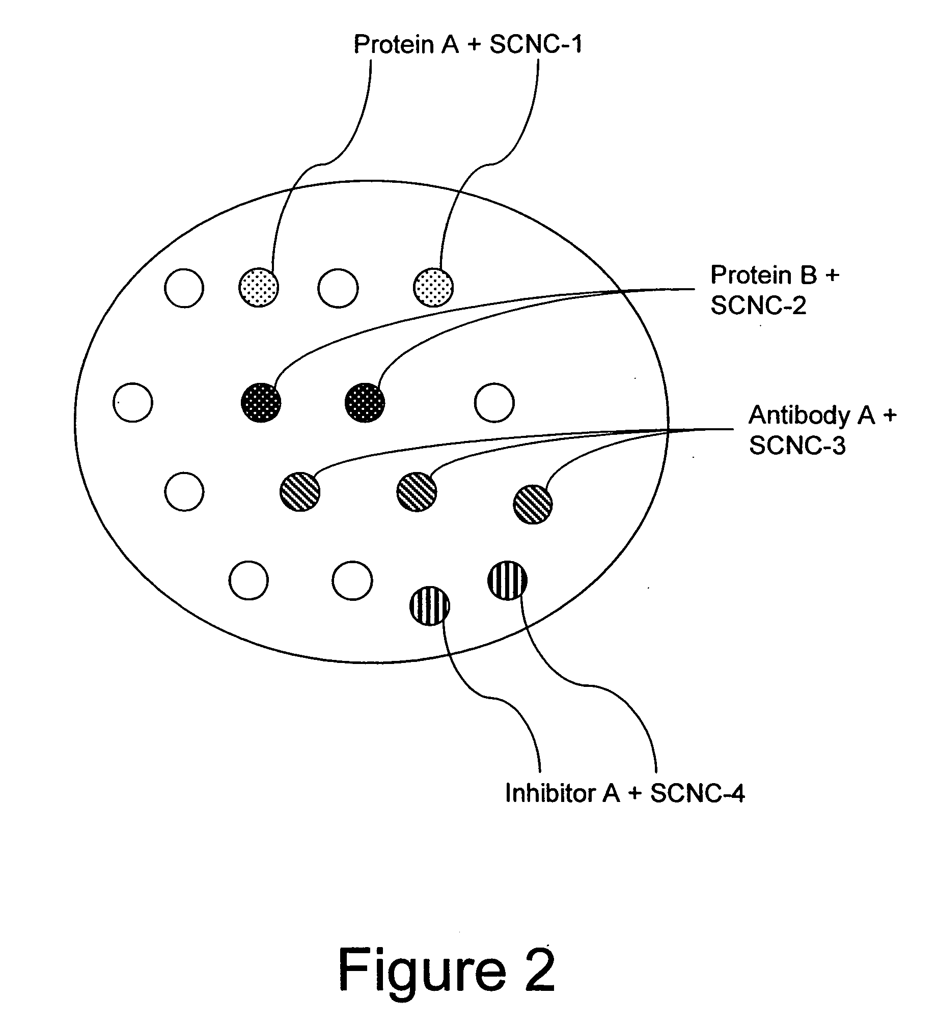 Method for enhancing transport of semiconductor nanocrystals across biological membranes