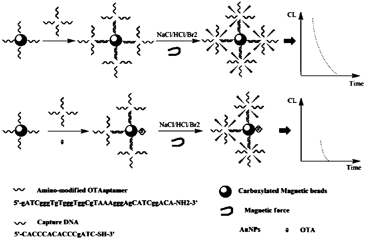 Chemiluminescence detection method of ota based on nano-gold labeled aptamer sensor