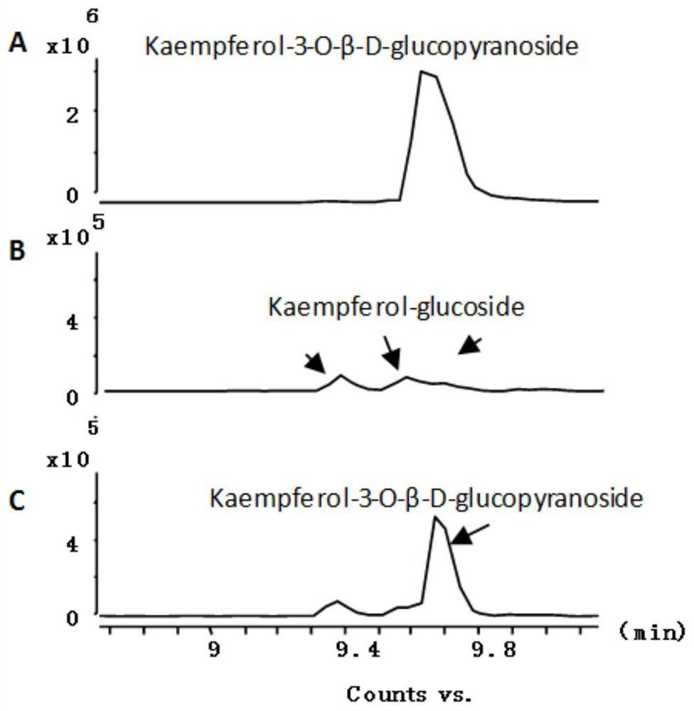 A kind of tea tree sucrose synthase cssus587, preparation method and application