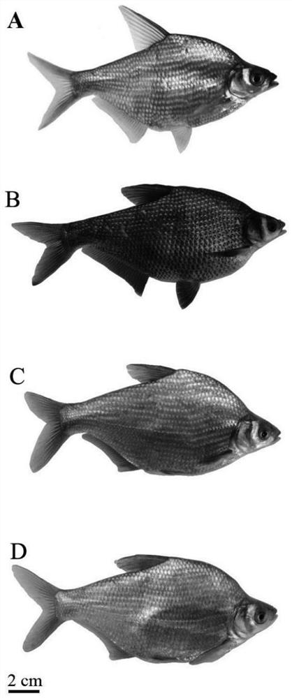 Breeding method of hybrid bream