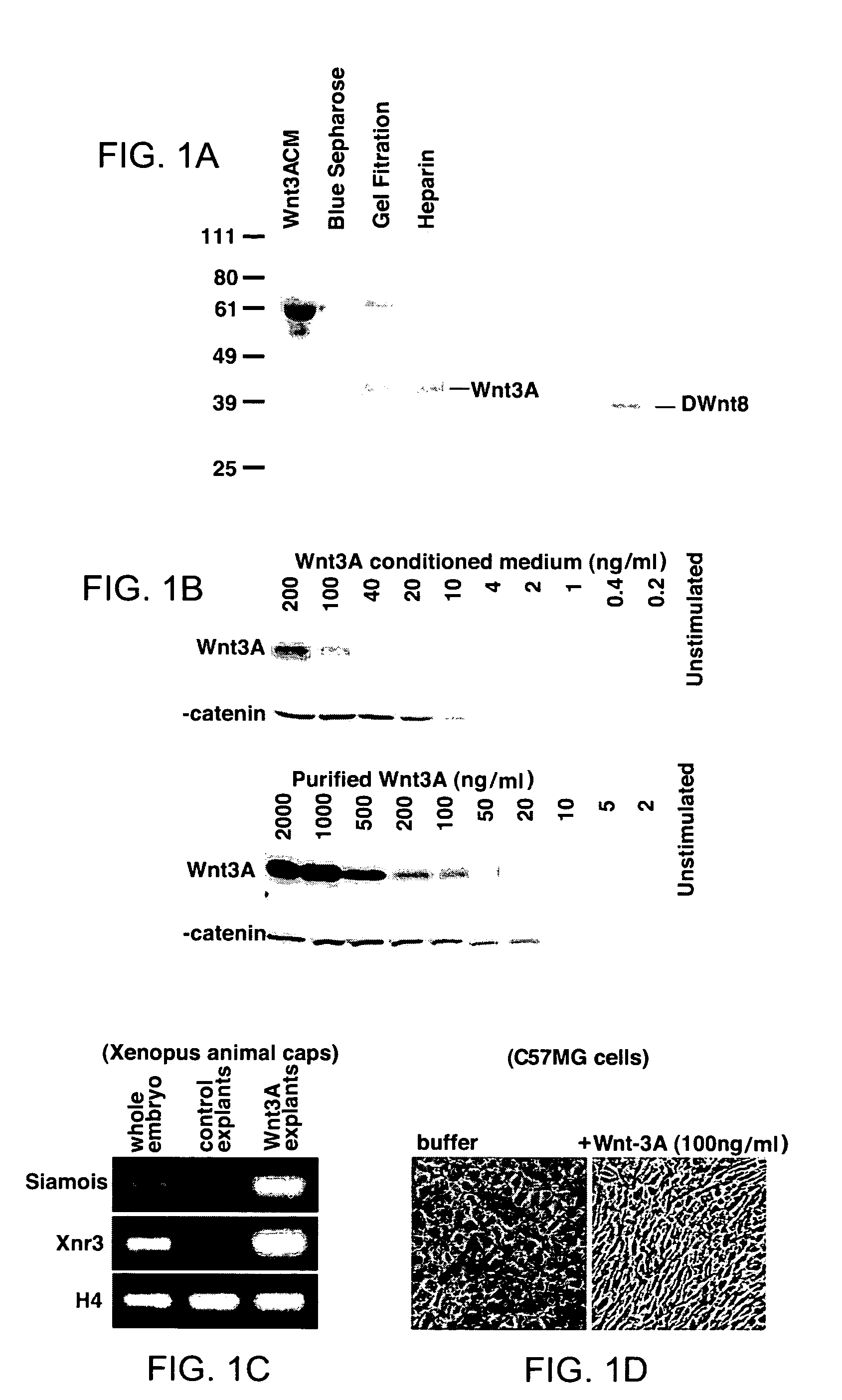Compositions of active Wnt protein