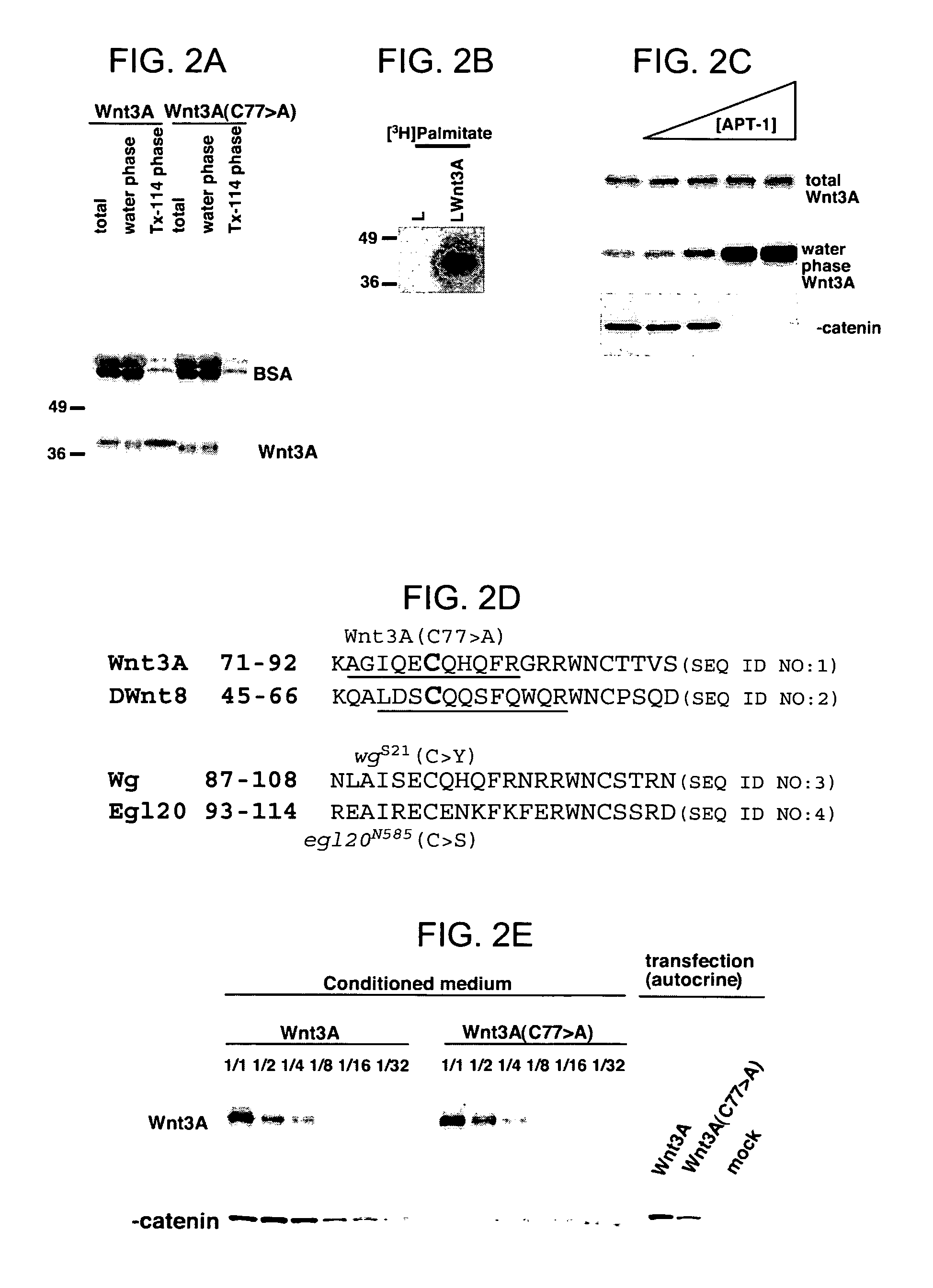 Compositions of active Wnt protein