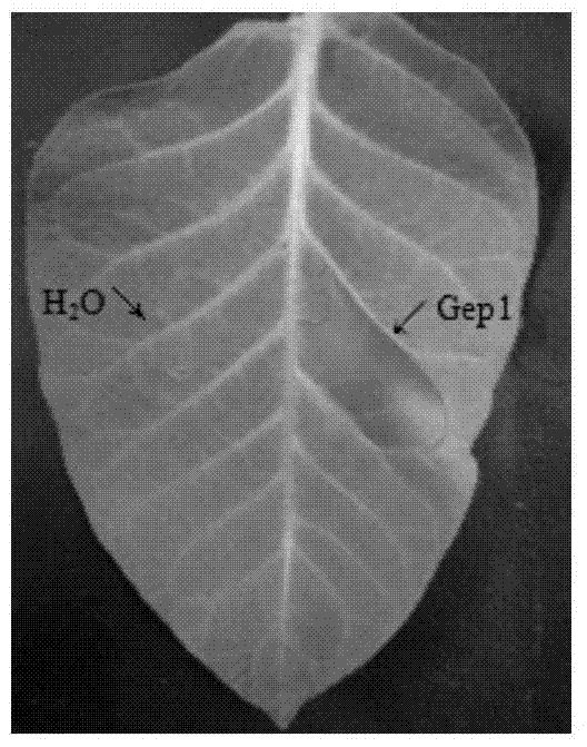 A Phytophthora polysaccharide elicitor gep1 and its application in improving plant disease resistance