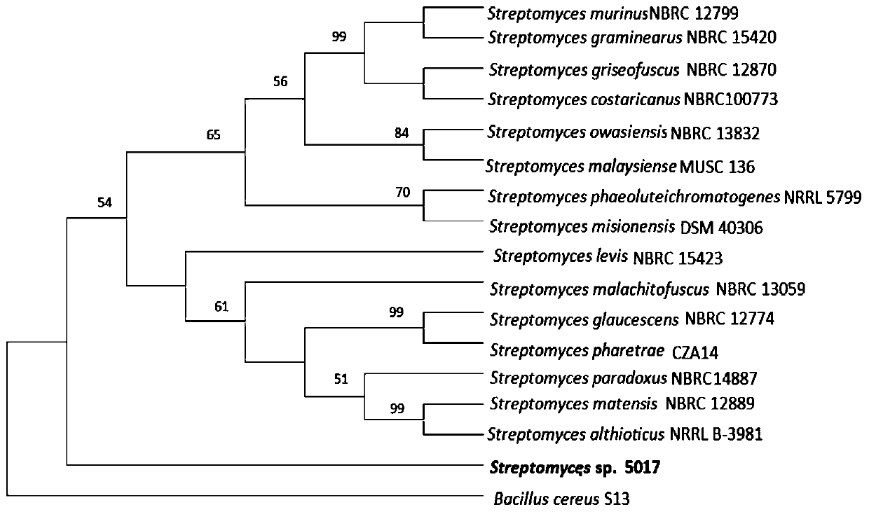 Streptomyces sp.B5017 and application thereof in antagonizing phytopathogens