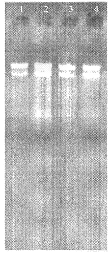 Improved method for extracting total RNA in each growth period of pichia pastoris