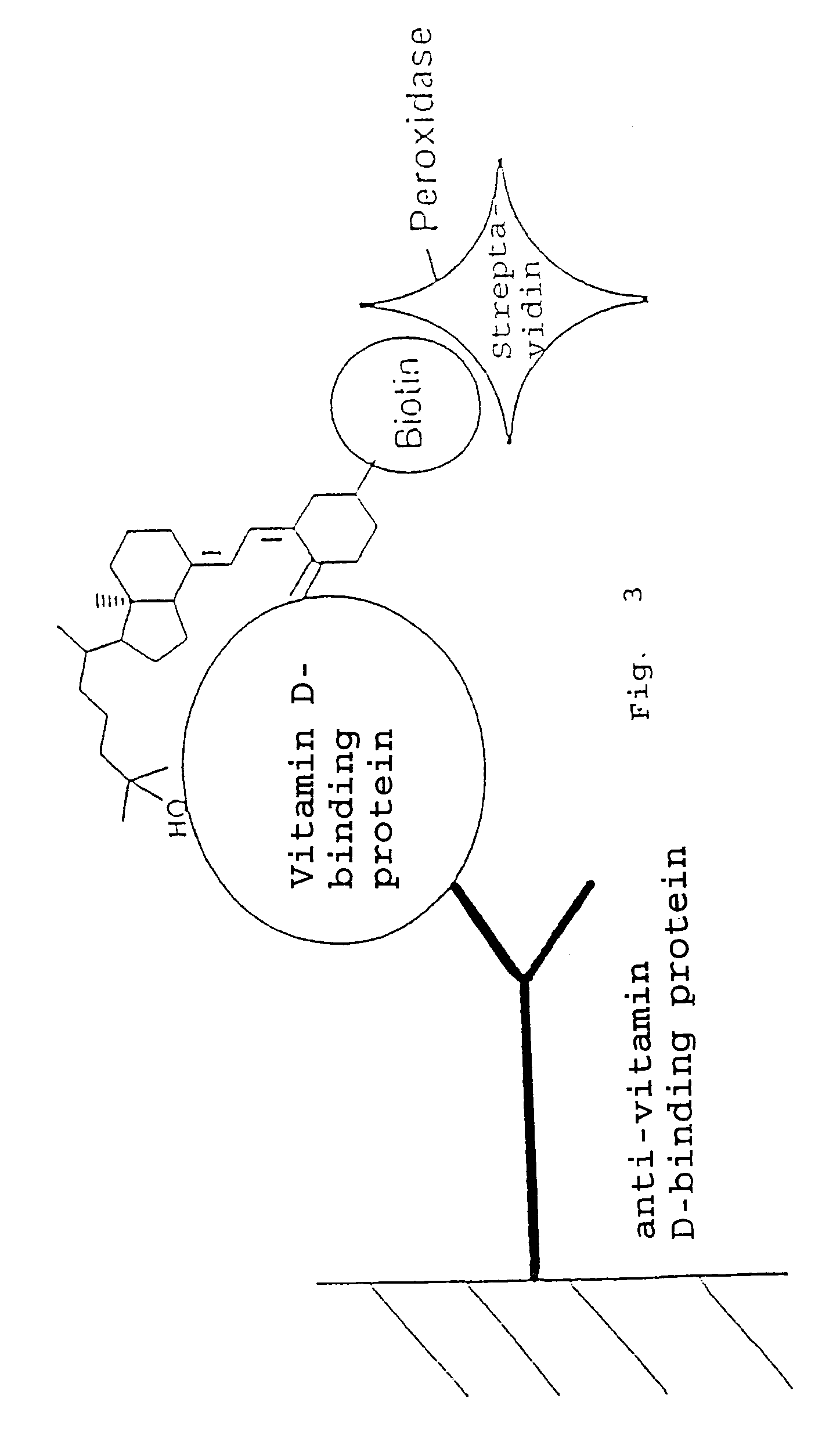 Functional vitamin D derivatives and method of determining 25-hydroxy- and 1α, 25-dihydroxy vitamin D