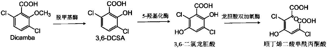 Gentisic acid dioxygenase as well as coding gene and application thereof