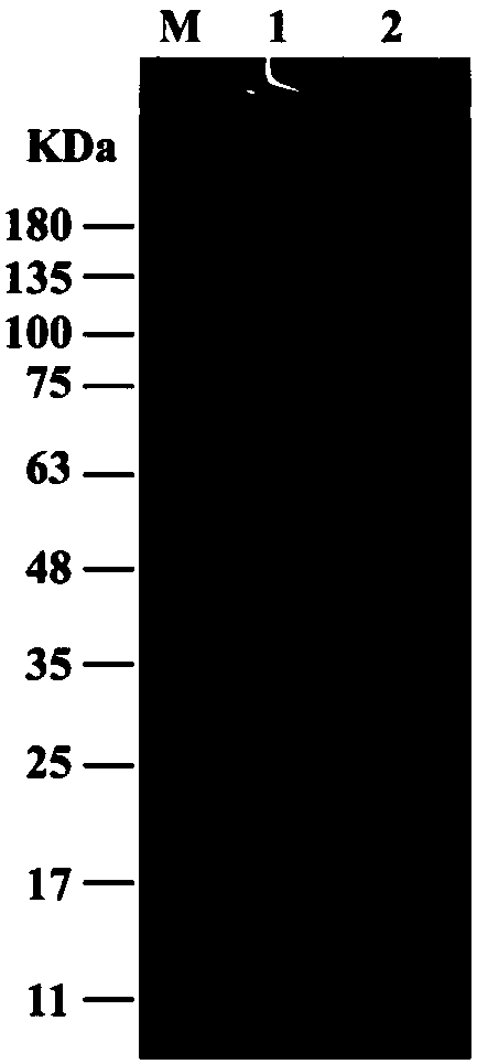 Gentisic acid dioxygenase as well as coding gene and application thereof