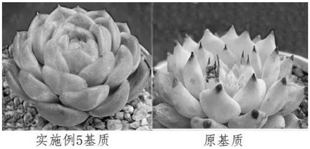 Succulent plant growth matrix and preparation method thereof