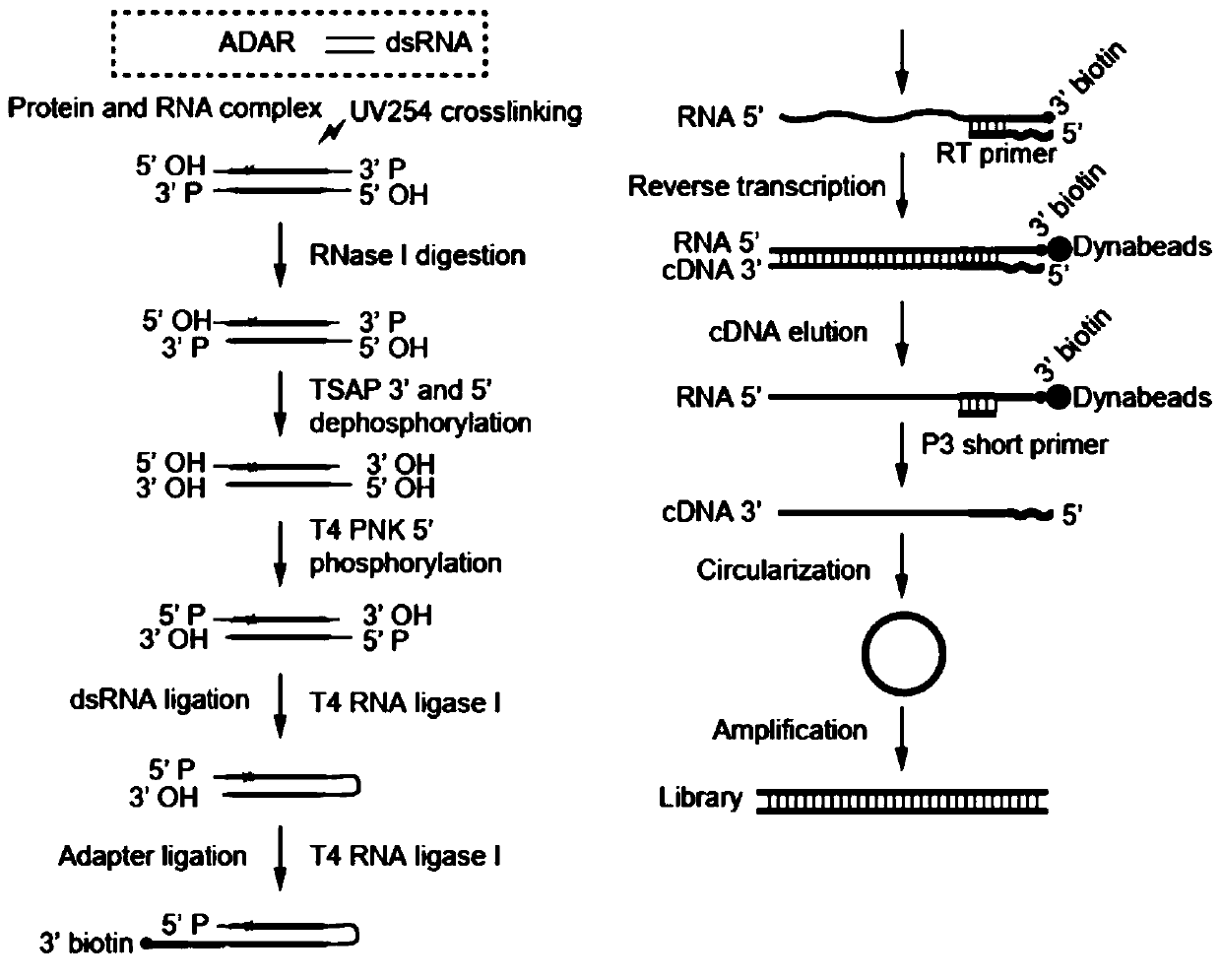 Method for obtaining substrate sequence efficiently bound in ADAR protein cells, substrate sequence and application