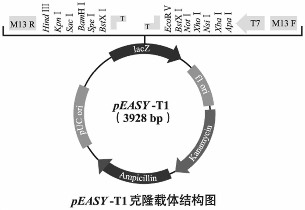 An isolated Δ9-desaturase gene and its encoded protein from Lygus melanogaster