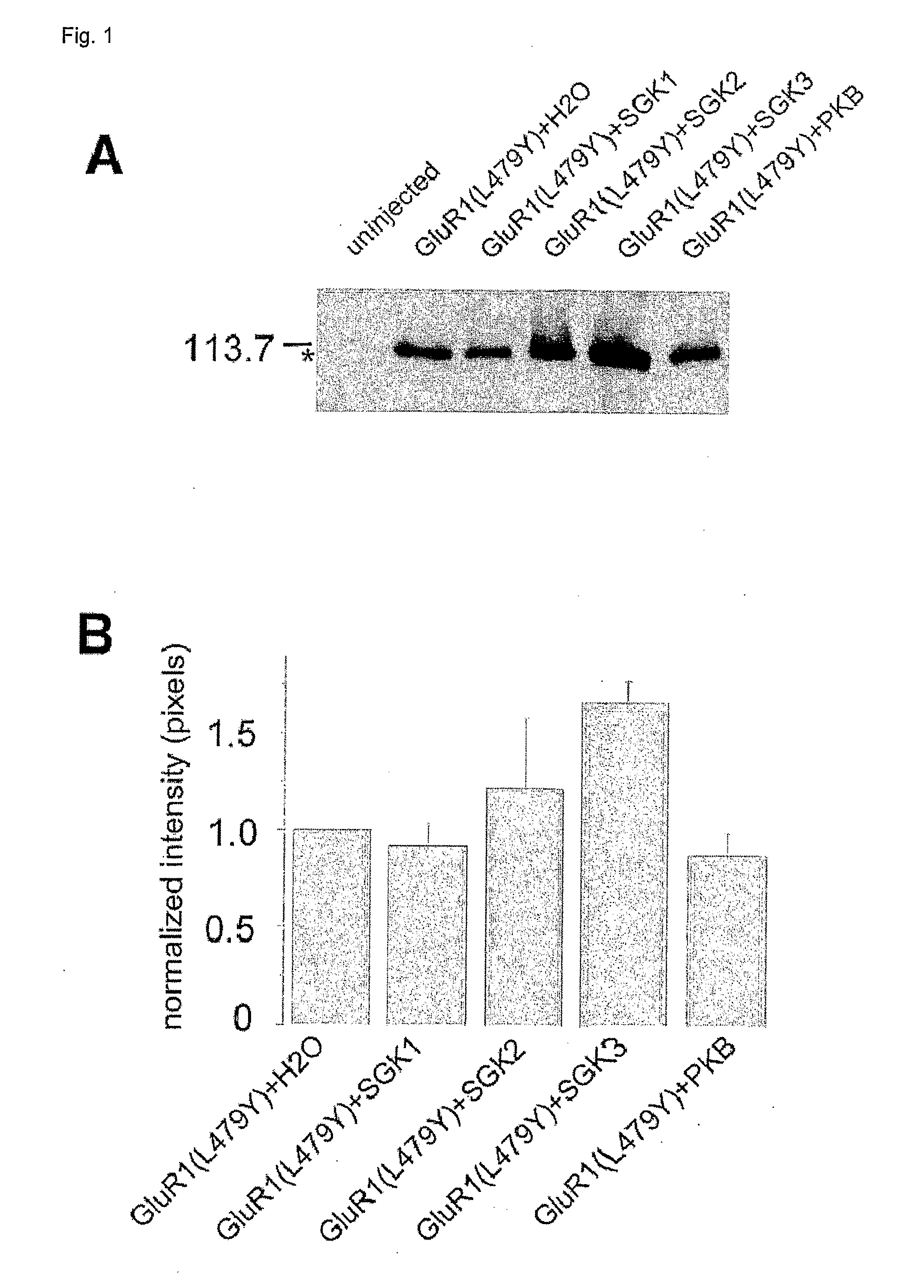 Methods for modulating glutamate receptors for treating neuropsychiatric disorders 
comprising the use of modulators of serum and glucocorticoid inducible kinases