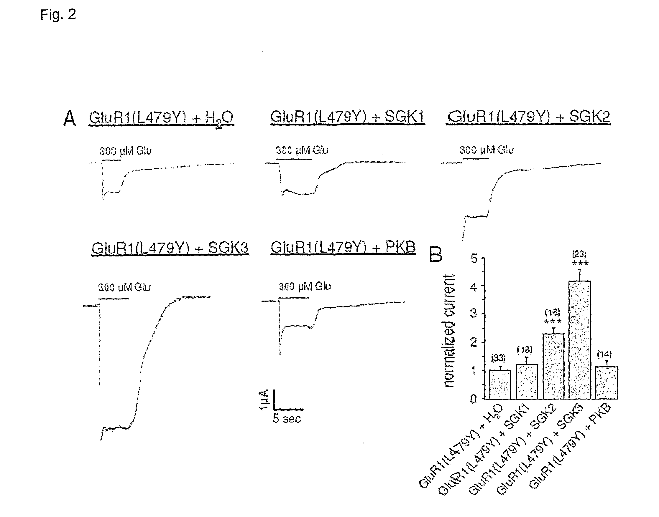 Methods for modulating glutamate receptors for treating neuropsychiatric disorders 
comprising the use of modulators of serum and glucocorticoid inducible kinases