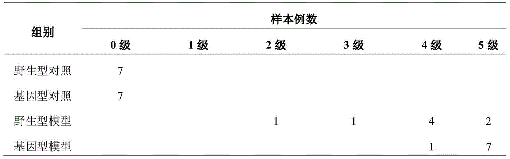 Application of gama-aminobutyric acid (GABA) translocator isoform I gene knockout mouse system in building novel drug induced epilepsy animal model