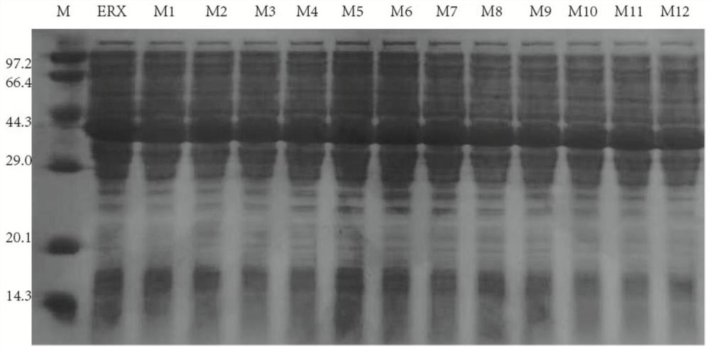 Class of fused xylanase mutants with high specific activity and application thereof