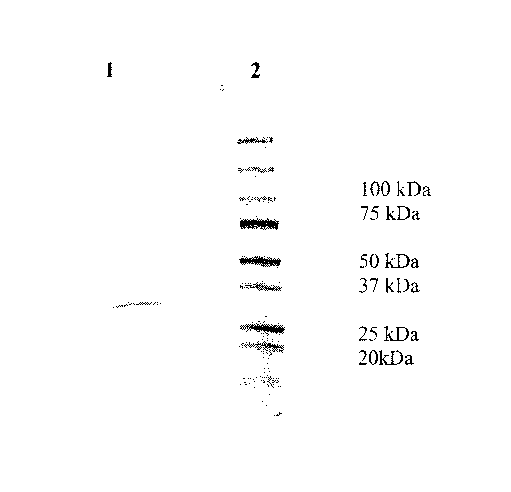 Polypeptide having glyoxalase iii activity, polynucleotide encoding the same and uses thereof