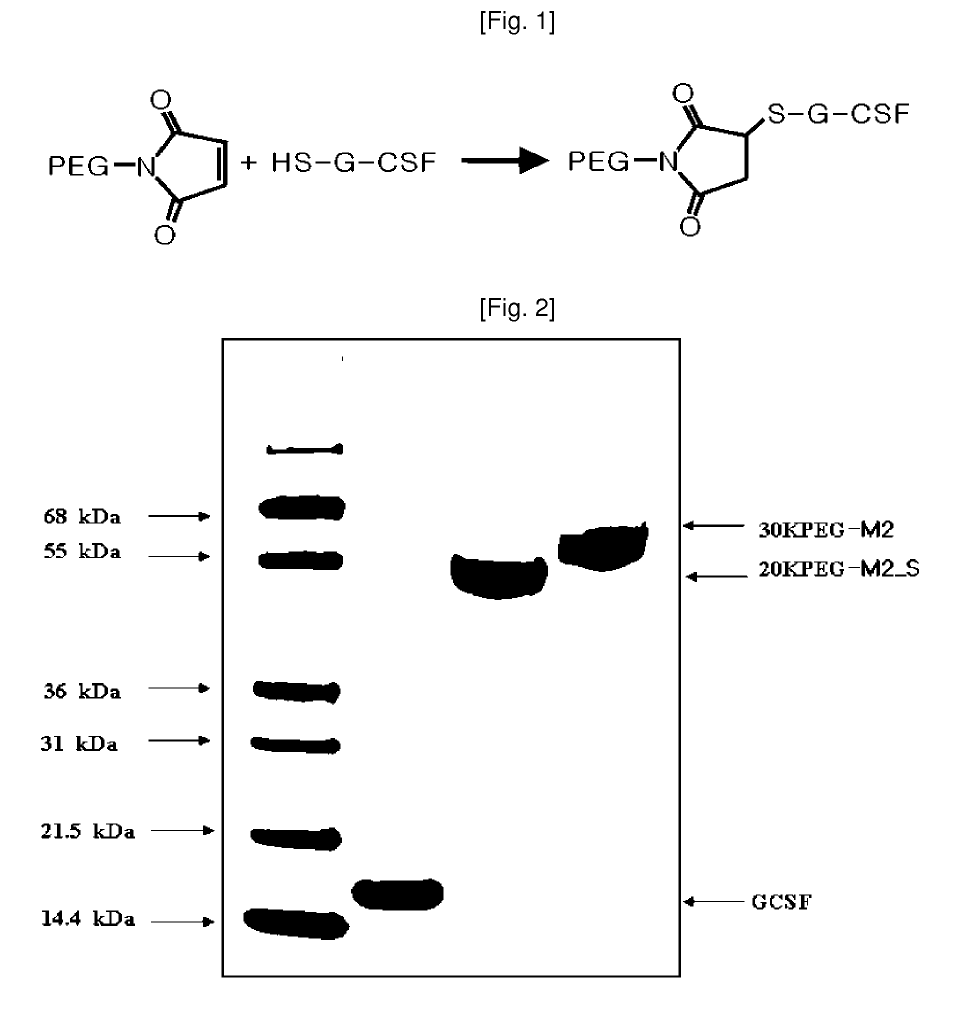 Mutant of Granulocyte-Colony Stimulating Factor (G-Csf) and Chemically Conjugated Polypeptide Thereof