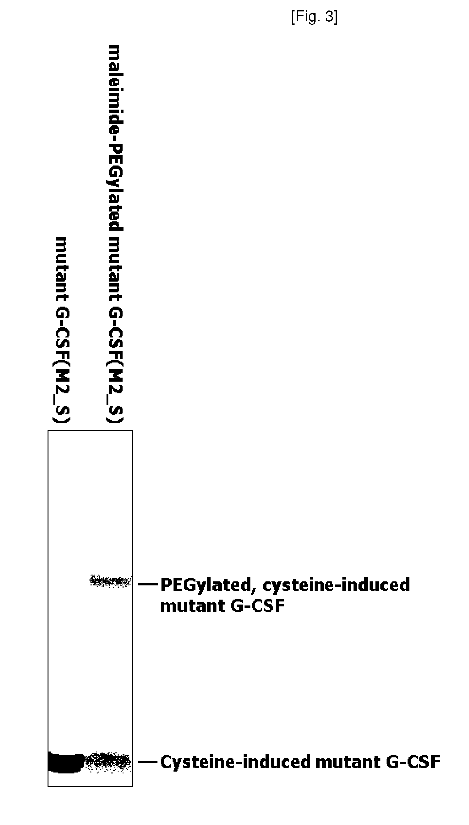 Mutant of Granulocyte-Colony Stimulating Factor (G-Csf) and Chemically Conjugated Polypeptide Thereof