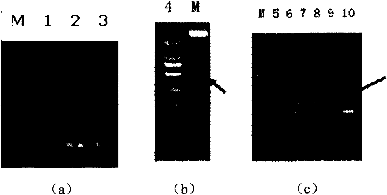 Expression product in series of two fish antibacterial peptide genes and expression method thereof