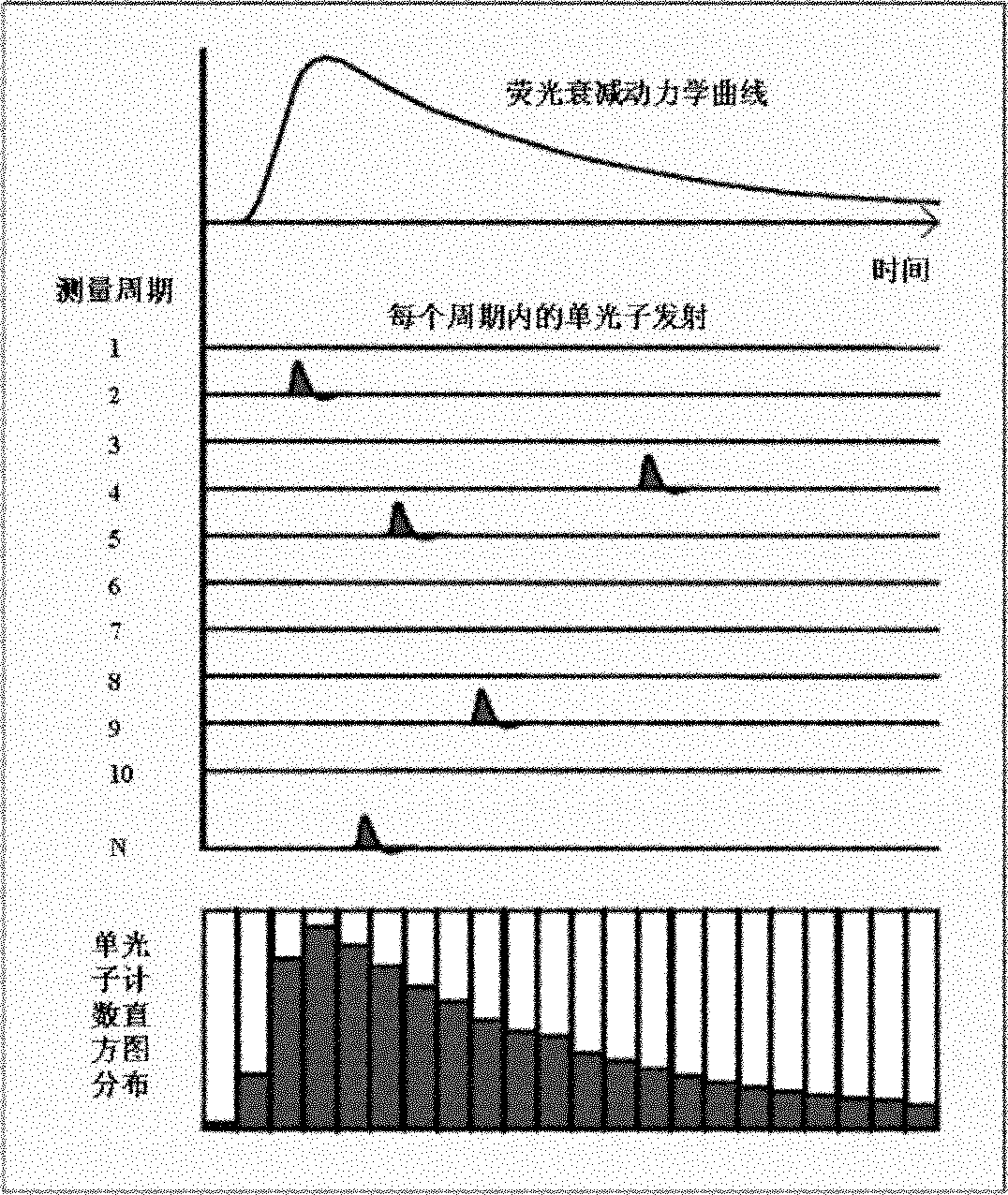 Transient fluorescence lifetime measurement method and measurement system based on single photon counting