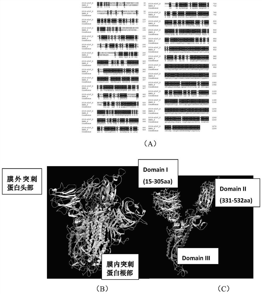 Recombinant protein highly targeting SARS-ConV-2 virus S protein extracellular BD-terminal domain and subunit vaccine thereof