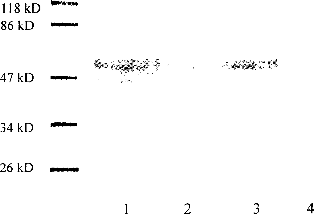 Method for expressing hepatitis C virus envelope protein E2 by mammal cell with high efficient secretion